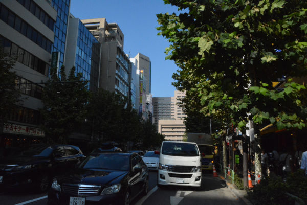 歩道拡幅の公共工事で100本以上のポプラの古木巨木は伐採される計画だ。=2日、明大通り 撮影:筆者=